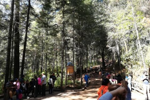 Monarch Butterfly Sanctuary Day Trip from Mexico City — photo 4