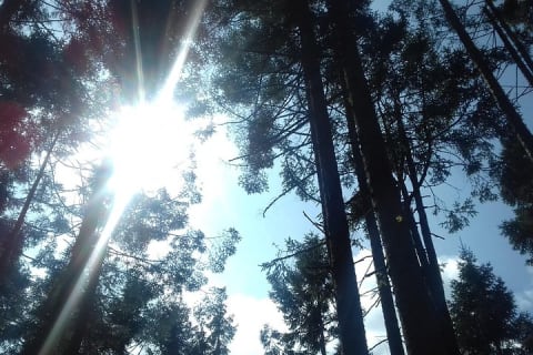 Monarch Butterfly Sanctuary Day Trip from Mexico City — photo 5