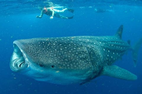 Whale Sharks Small-Group Tour in Cancun and Riviera Maya — photo 2