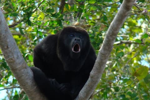 Wild Monkey Tour (Private, Half Day) — photo 2