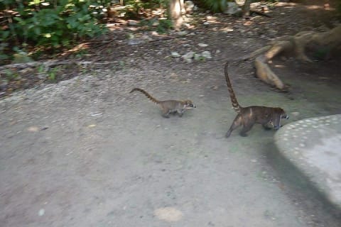 Wild Monkey Tour (Private, Half Day) — photo 3