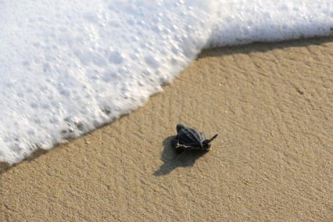 Turtle Release Escobilla Sanctuary and crocs in Ventanilla. — photo 3