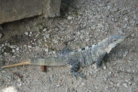 Wild Monkey Tour (Private, Half Day) — photo 4