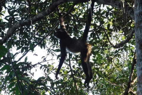 Wild Monkey Tour (Private, Half Day) — photo 7