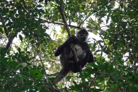 Wild Monkey Tour (Private, Half Day) — photo 1