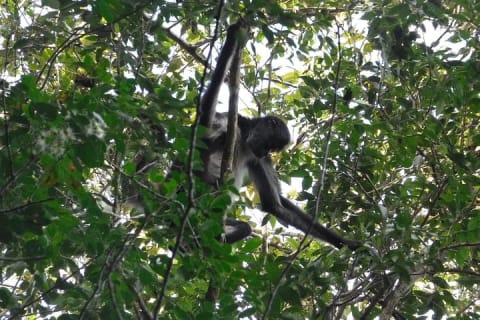 Wild Monkey Tour (Private, Half Day) — photo 5