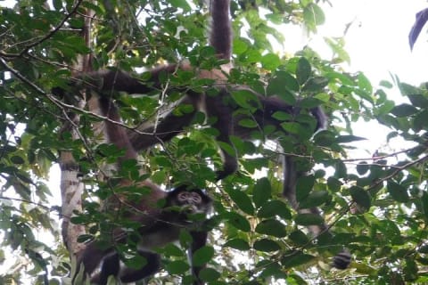 Wild Monkey Tour (Private, Half Day) — photo 6