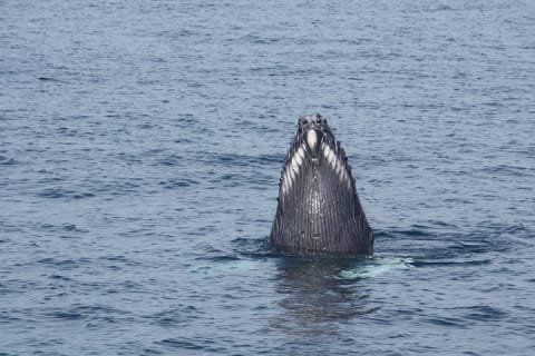 Encuentro con ballenas en Puerto Vallarta — photo 1