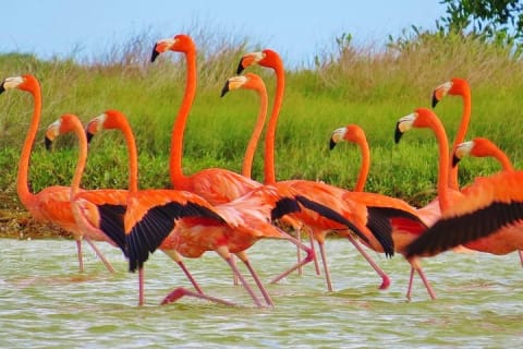 Las Coloradas — photo 7