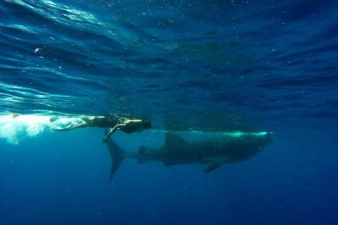 Half Day Whale Shark Tour From Tulum — photo 13