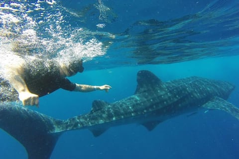 Half Day Whale Shark Tour From Tulum — photo 8
