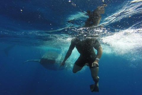Half Day Whale Shark Tour From Tulum — photo 12