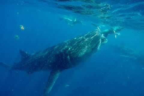 Half Day Whale Shark Tour From Tulum — photo 11