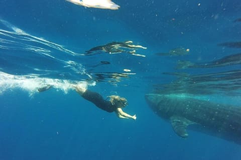 Half Day Whale Shark Tour From Tulum — photo 1