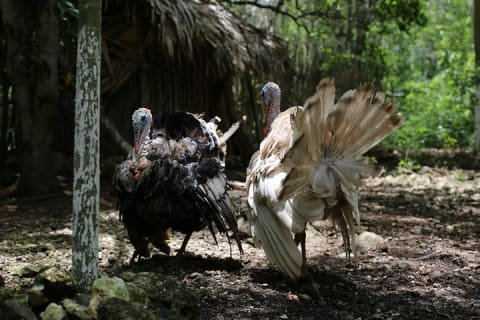 Mayan Backroads Private Bike Tour from Tulum — photo 7