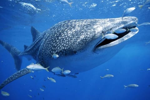Whale Sharks Small-Group Tour in Cancun and Riviera Maya — photo 1
