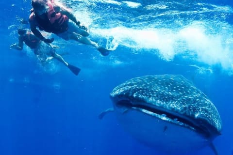 Whale Sharks Small-Group Tour in Cancun and Riviera Maya — photo 3