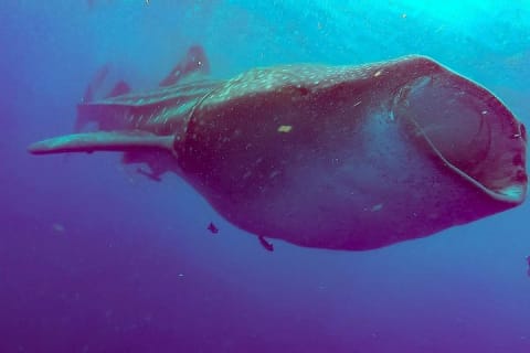Whale Sharks Small-Group Tour in Cancun and Riviera Maya — photo 7