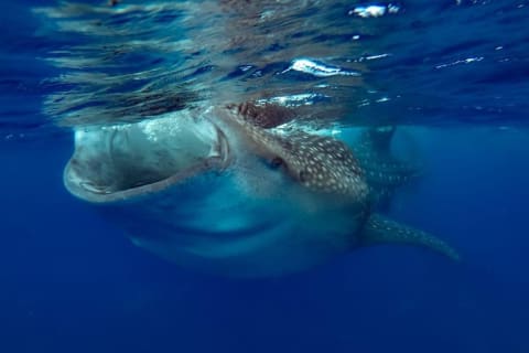 Whale Sharks Small-Group Tour in Cancun and Riviera Maya — photo 8