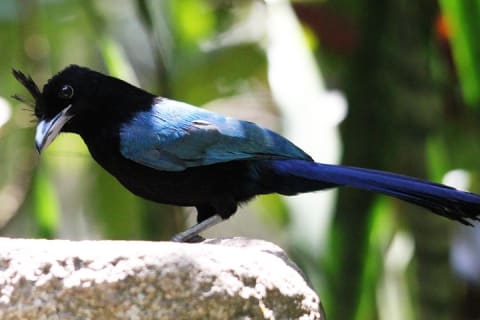 Trésors locaux et oiseaux côtiers de la baie de Banderas — photo 14