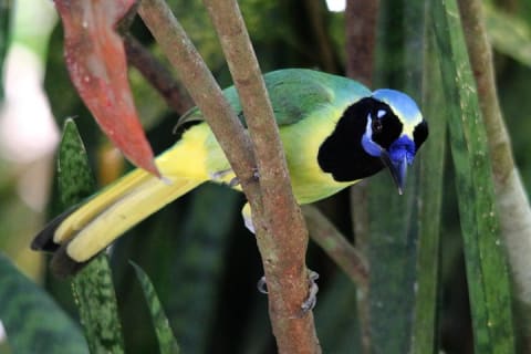 Trésors locaux et oiseaux côtiers de la baie de Banderas — photo 15