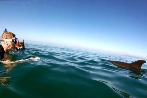 Rencontre avec des dauphins sauvages et aventure de snorkeling — photo 10