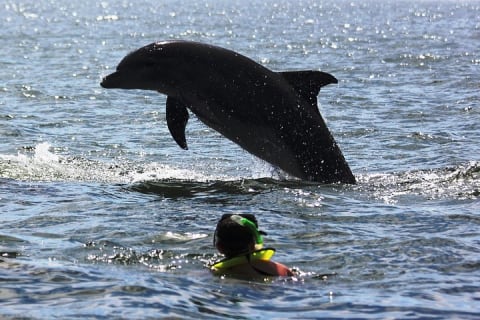 Rencontre avec des dauphins sauvages et aventure de snorkeling — photo 1