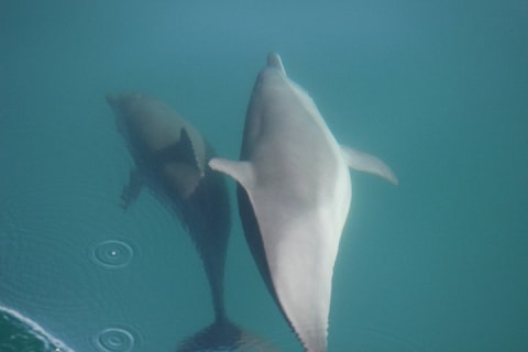 Wild Dolphin Encounter in Puerto Vallarta — photo 4