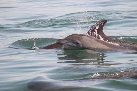 Wild Dolphin Encounter in Puerto Vallarta — photo 5
