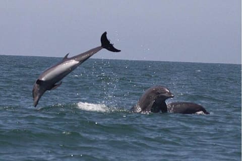 Private Wild Dolphin Encounter in Puerto Vallarta — photo 4