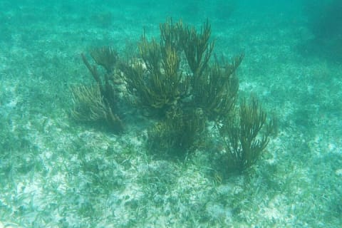 Reef Snorkel, underwater adventure in Puerto Morelos With Transportation & Lunch — photo 7
