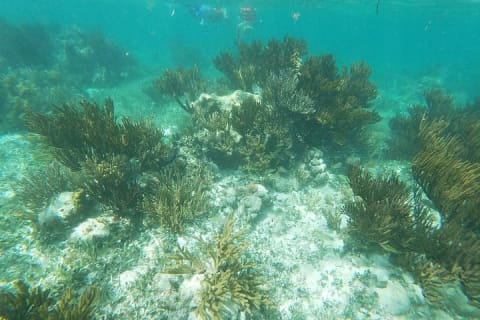 Reef Snorkel, underwater adventure in Puerto Morelos With Transportation & Lunch — photo 9