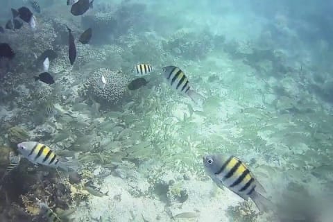 Snorkeling Adventure in Isla Mujeres — photo 10