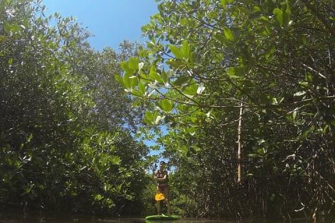 Paddleboard Cenote Tour — photo 2