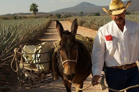 Excursión a Tequila desde Guadalajara en el tren Jose Cuervo Express — photo 5