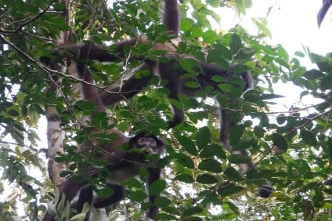 Wild Monkey Adventure (Private, Full Day) — photo 2