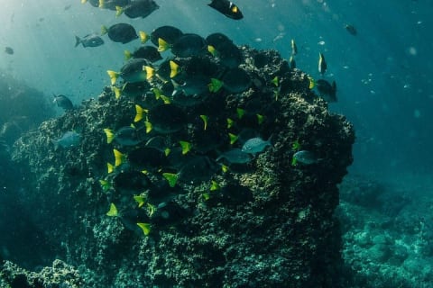 Buceo en grupo pequeño en Los Arcos desde Sayulita — photo 12