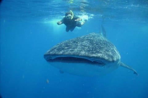 Whale Sharks tour in Tulum: Small-Group — photo 3