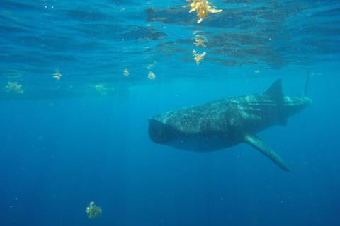 Half Day Whale Shark Tour From Tulum — photo 15