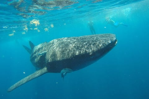 Half Day Whale Shark Tour From Tulum — photo 14