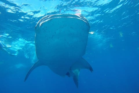 Half Day Whale Shark Tour From Tulum — photo 6