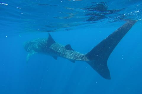 Half Day Whale Shark Tour From Tulum — photo 10