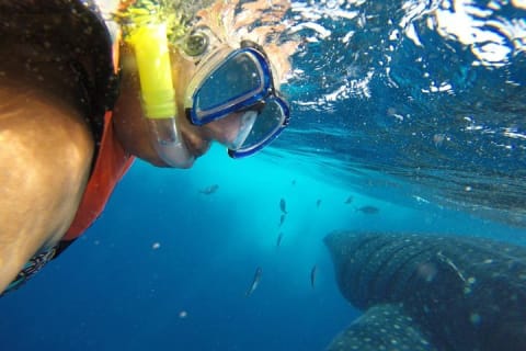 Half Day Whale Shark Tour From Tulum — photo 7
