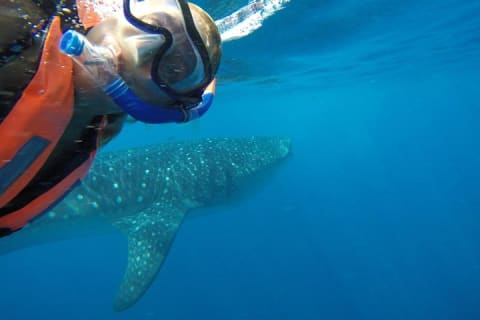 Half Day Whale Shark Tour From Tulum — photo 9