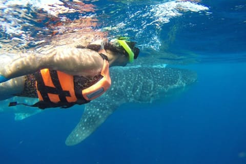 Half Day Whale Shark Tour From Tulum — photo 4