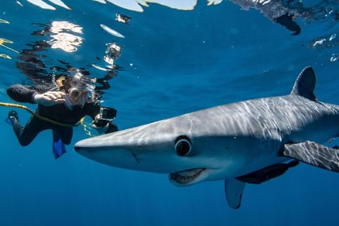 Snorkeling ou baignade avec les requins à Cabo San Lucas — photo 6