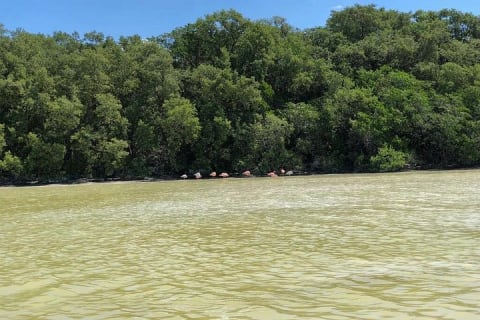 Tour to Celestún — photo 3