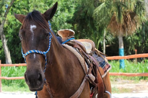 Balade à cheval et baignade dans un cénote depuis Cancún ou Playa del Carmen — photo 15