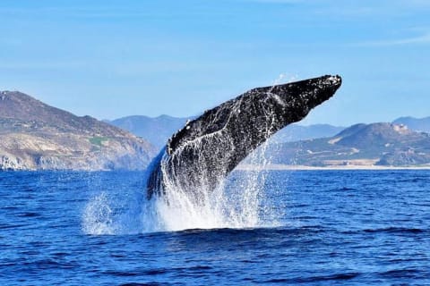 Small-Group Whale Watch with Marine Biologist in Cabo San Lucas — photo 3