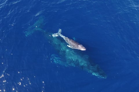 Small-Group Whale Watch with Marine Biologist in Cabo San Lucas — photo 5